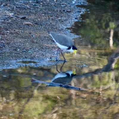 Vanellus miles (Masked Lapwing) at Eden, NSW - 28 Mar 2018 by RossMannell