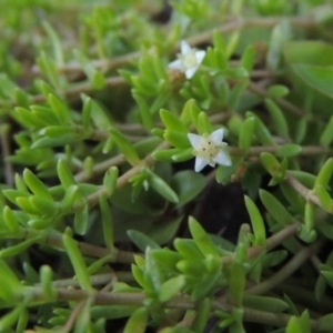 Crassula helmsii at Tennent, ACT - 8 Mar 2018