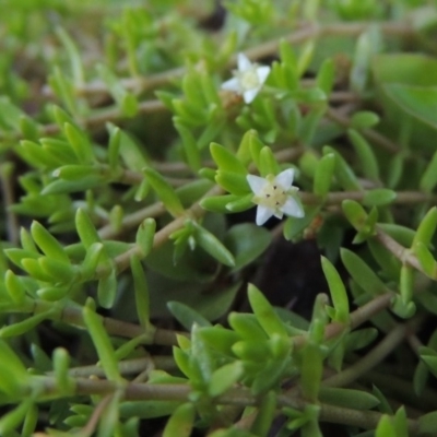 Crassula helmsii (Swamp Stonecrop) at Tennent, ACT - 8 Mar 2018 by michaelb