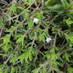 Crassula helmsii at Tennent, ACT - 8 Mar 2018