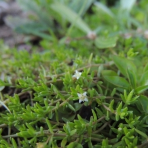 Crassula helmsii at Tennent, ACT - 8 Mar 2018