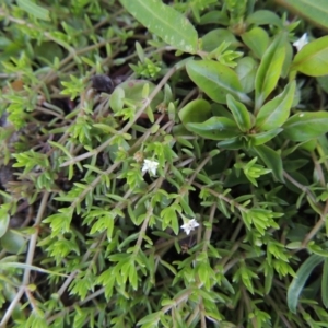 Crassula helmsii at Tennent, ACT - 8 Mar 2018