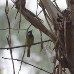 Nesoptilotis leucotis (White-eared Honeyeater) at Cook, ACT - 1 Apr 2018 by Tammy