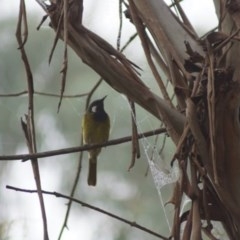 Nesoptilotis leucotis (White-eared Honeyeater) at Cook, ACT - 1 Apr 2018 by Tammy