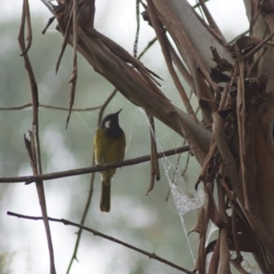 Nesoptilotis leucotis (White-eared Honeyeater) at Cook, ACT - 1 Apr 2018 by Tammy