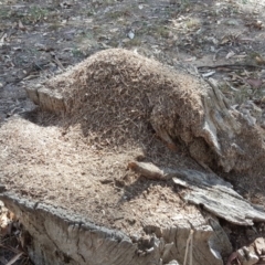 Papyrius nitidus (Shining Coconut Ant) at Symonston, ACT - 1 Apr 2018 by Mike