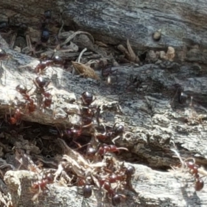 Papyrius nitidus at Symonston, ACT - 1 Apr 2018