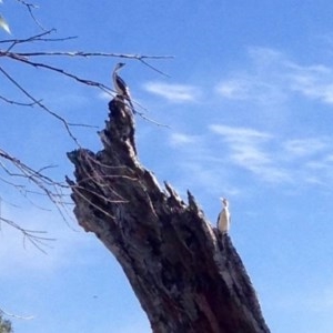 Microcarbo melanoleucos at Belconnen, ACT - 1 Apr 2018