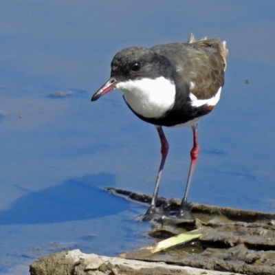 Erythrogonys cinctus (Red-kneed Dotterel) at Fyshwick, ACT - 31 Mar 2018 by RodDeb