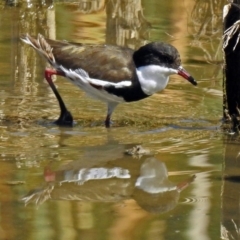 Erythrogonys cinctus at Fyshwick, ACT - 31 Mar 2018