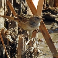 Poodytes gramineus (Little Grassbird) at Fyshwick, ACT - 31 Mar 2018 by RodDeb