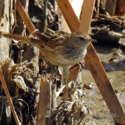 Poodytes gramineus (Little Grassbird) at Fyshwick, ACT - 31 Mar 2018 by RodDeb