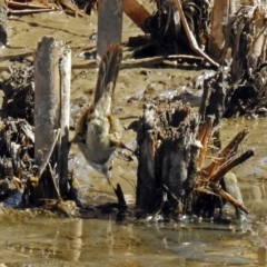 Poodytes gramineus at Fyshwick, ACT - 31 Mar 2018