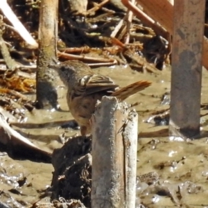 Poodytes gramineus at Fyshwick, ACT - 31 Mar 2018