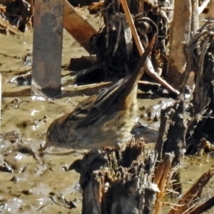 Poodytes gramineus at Fyshwick, ACT - 31 Mar 2018