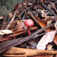 Unverified at Namadgi National Park - 29 Mar 2014 by KMcCue
