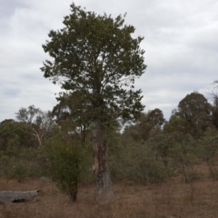 Celtis australis (Nettle Tree) at Symonston, ACT - 1 Apr 2018 by Mike