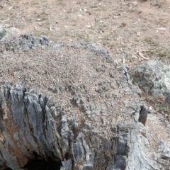 Papyrius nitidus (Shining Coconut Ant) at Symonston, ACT - 1 Apr 2018 by Mike