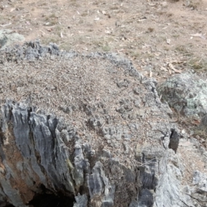 Papyrius nitidus at Symonston, ACT - 1 Apr 2018