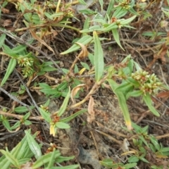 Persicaria prostrata (Creeping Knotweed) at Callum Brae - 1 Apr 2018 by Mike