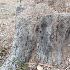 Papyrius nitidus (Shining Coconut Ant) at Callum Brae - 1 Apr 2018 by Mike