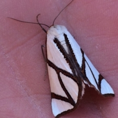 Thalaina clara (Clara's Satin Moth) at Hughes, ACT - 31 Mar 2018 by YellowButton