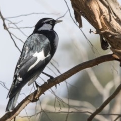 Grallina cyanoleuca (Magpie-lark) at Belconnen, ACT - 31 Mar 2018 by Alison Milton