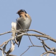 Hirundo neoxena (Welcome Swallow) at Lake Ginninderra - 31 Mar 2018 by Alison Milton