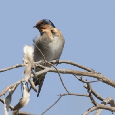 Hirundo neoxena (Welcome Swallow) at Lake Ginninderra - 31 Mar 2018 by Alison Milton