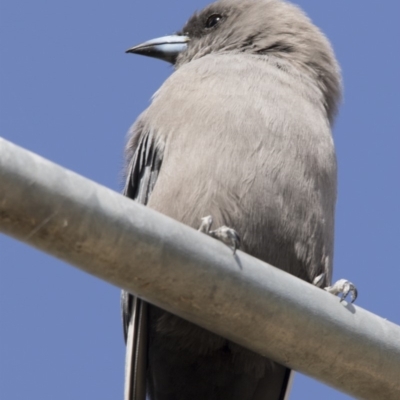 Artamus cyanopterus cyanopterus (Dusky Woodswallow) at Belconnen, ACT - 31 Mar 2018 by Alison Milton