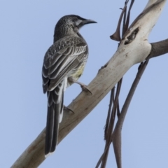 Anthochaera carunculata (Red Wattlebird) at Lake Ginninderra - 31 Mar 2018 by Alison Milton