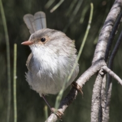 Malurus cyaneus (Superb Fairywren) at Belconnen, ACT - 31 Mar 2018 by Alison Milton