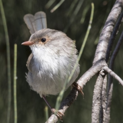 Malurus cyaneus (Superb Fairywren) at Lake Ginninderra - 31 Mar 2018 by Alison Milton