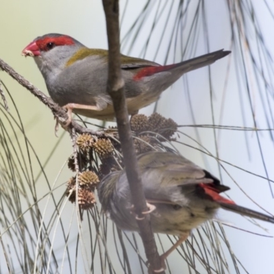 Neochmia temporalis (Red-browed Finch) at Belconnen, ACT - 31 Mar 2018 by AlisonMilton