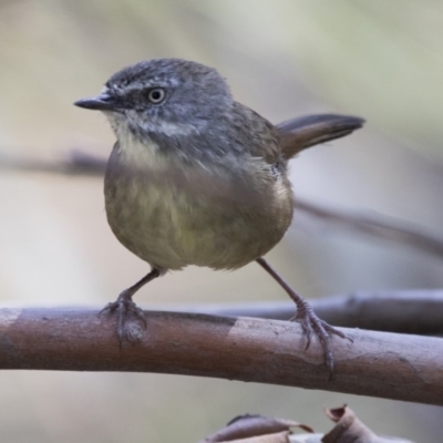 Sericornis frontalis (White-browed Scrubwren) at Lake Ginninderra - 31 Mar 2018 by Alison Milton