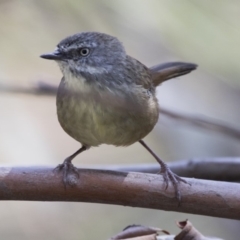 Sericornis frontalis (White-browed Scrubwren) at Belconnen, ACT - 31 Mar 2018 by Alison Milton