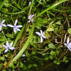 Isotoma fluviatilis subsp. australis (Swamp Isotome) at Campbell, ACT - 31 Mar 2018 by JanetRussell