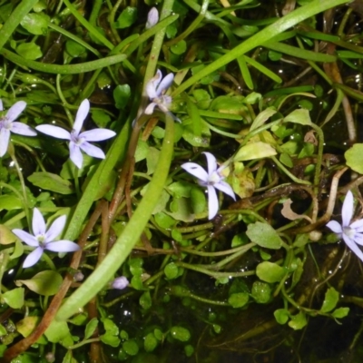 Isotoma fluviatilis subsp. australis (Swamp Isotome) at Campbell, ACT - 31 Mar 2018 by JanetRussell