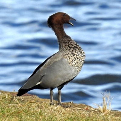 Chenonetta jubata (Australian Wood Duck) at Lake Burley Griffin West - 1 Apr 2018 by RodDeb