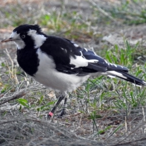 Grallina cyanoleuca at Acton, ACT - 1 Apr 2018