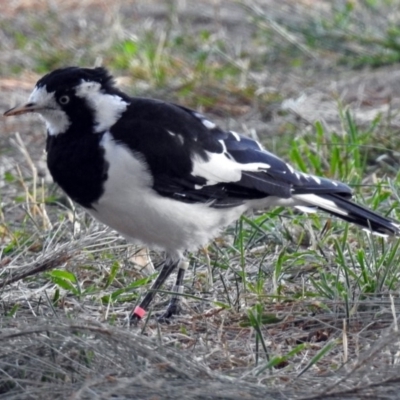 Grallina cyanoleuca (Magpie-lark) at Mount Ainslie to Black Mountain - 1 Apr 2018 by RodDeb