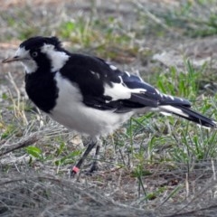 Grallina cyanoleuca (Magpie-lark) at Lake Burley Griffin West - 1 Apr 2018 by RodDeb