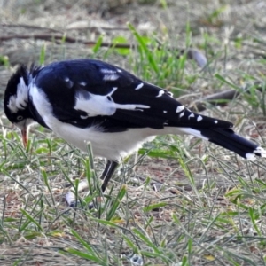 Grallina cyanoleuca at Acton, ACT - 1 Apr 2018