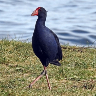 Porphyrio melanotus (Australasian Swamphen) at Lake Burley Griffin West - 1 Apr 2018 by RodDeb