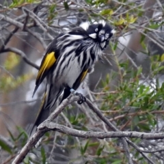 Phylidonyris novaehollandiae (New Holland Honeyeater) at Acton, ACT - 1 Apr 2018 by RodDeb