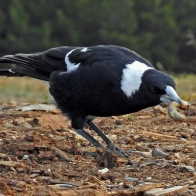 Gymnorhina tibicen (Australian Magpie) at Molonglo Valley, ACT - 1 Apr 2018 by RodDeb