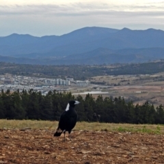 Gymnorhina tibicen at Molonglo Valley, ACT - 1 Apr 2018