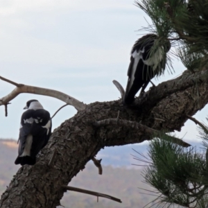 Gymnorhina tibicen at Molonglo Valley, ACT - 1 Apr 2018