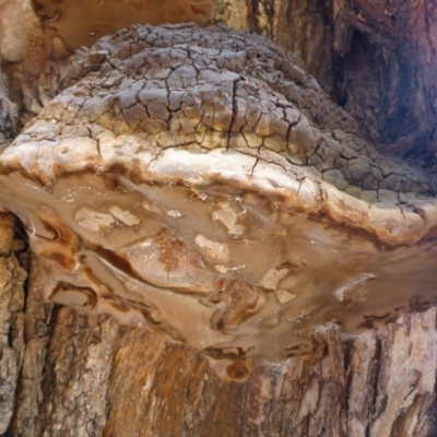 Phellinus sp. (non-resupinate) (A polypore) at Parkes, ACT - 31 Mar 2018 by JanetRussell