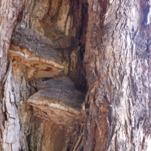 Phellinus sp. (non-resupinate) at Parkes, ACT - 31 Mar 2018